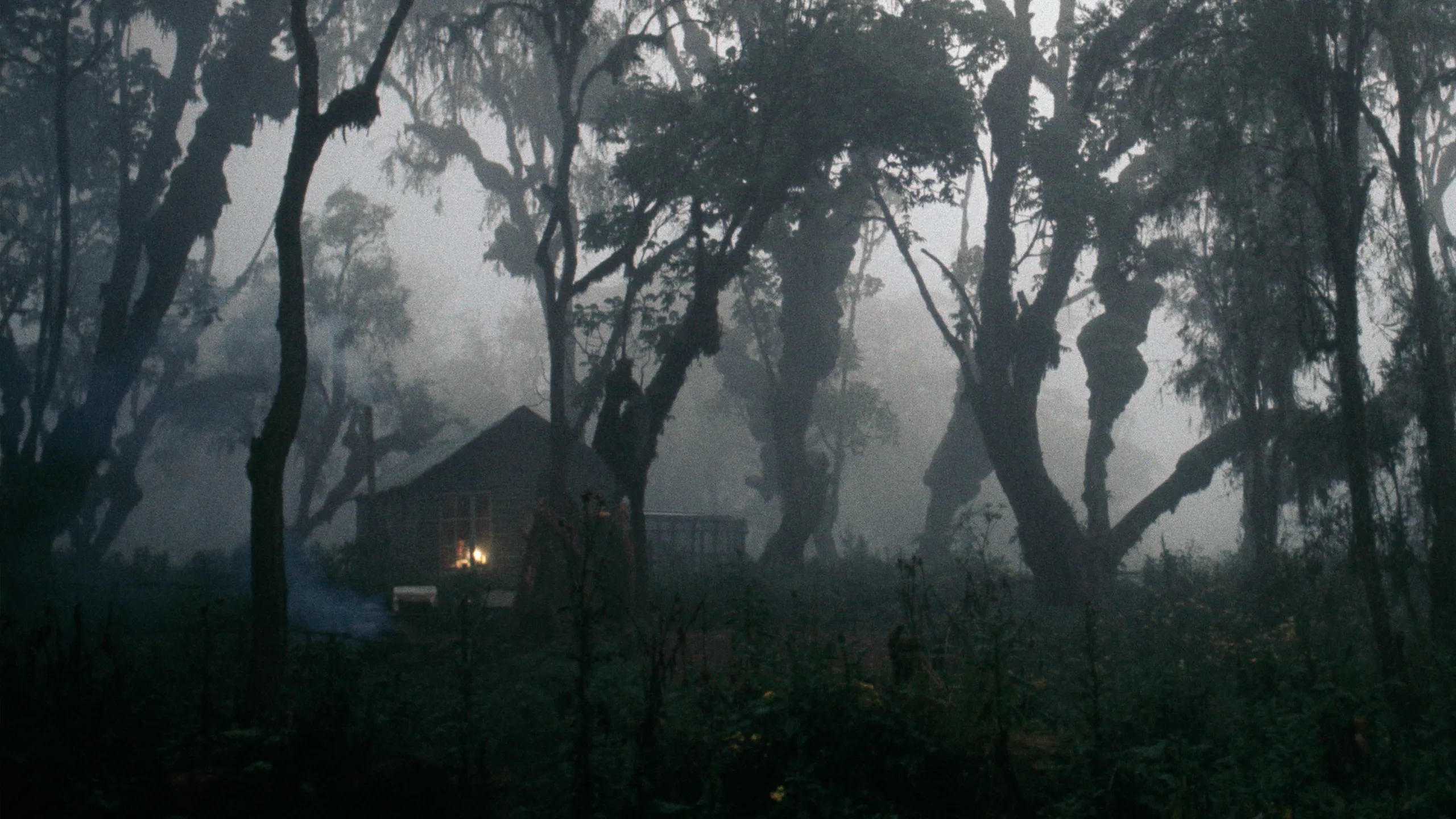 Dian Fossey: Secrets in the Mist