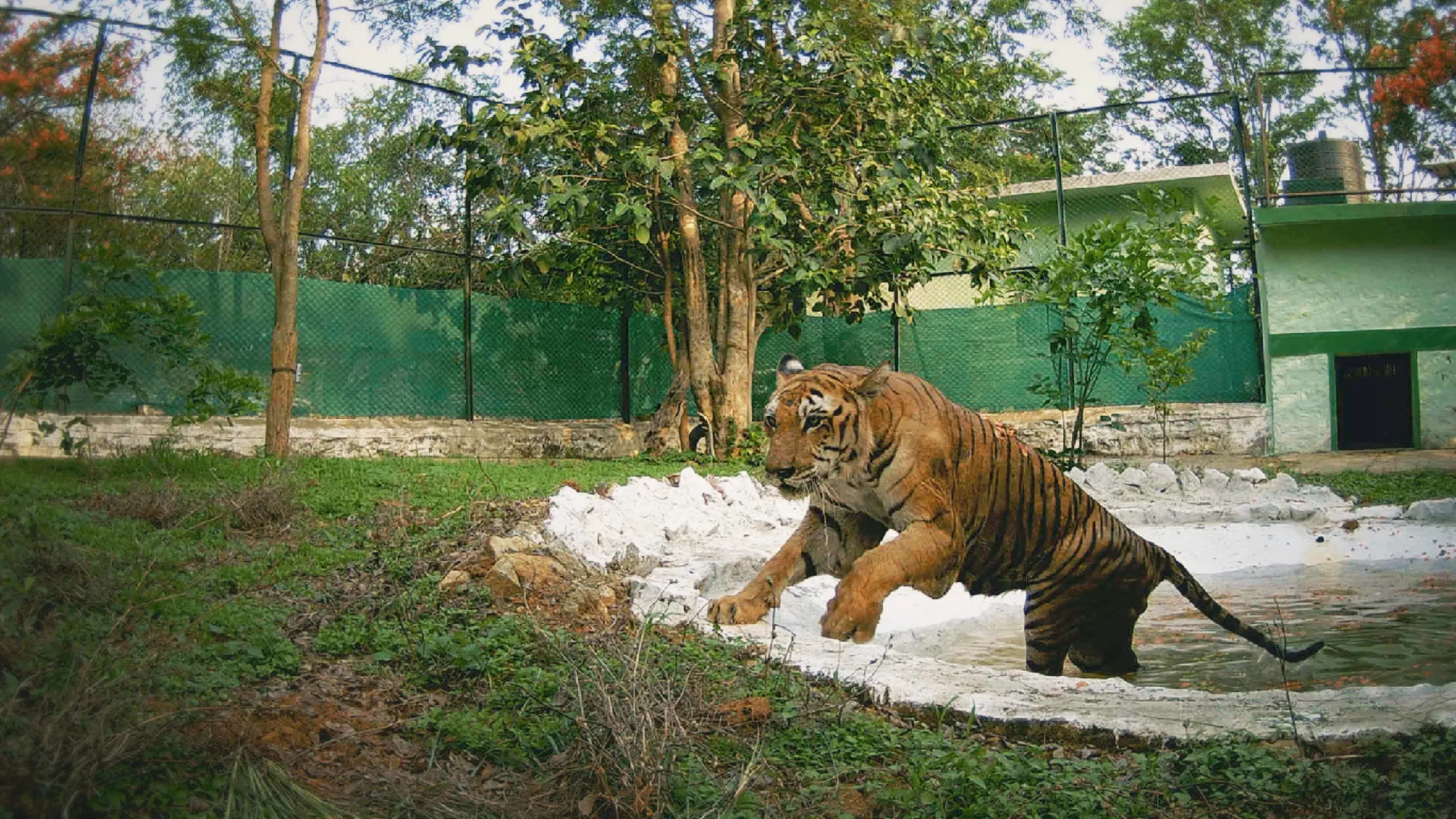 thumbnail - S1:E5 A Tiger's Tale
