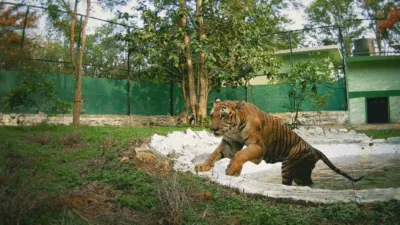 thumbnail - S1:E5 A Tiger's Tale