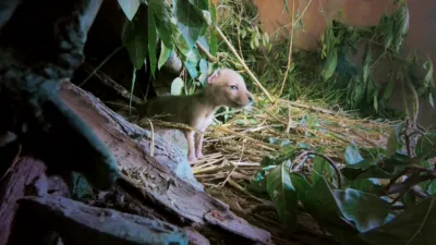 thumbnail - S1:E1 Homecoming