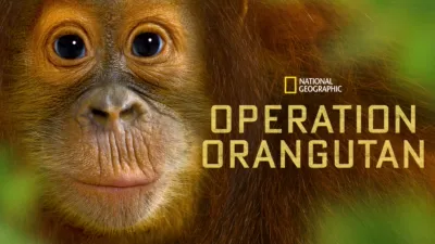 Operation Orangutan