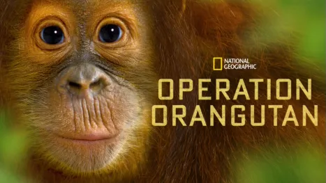 thumbnail - Operation Orangutan