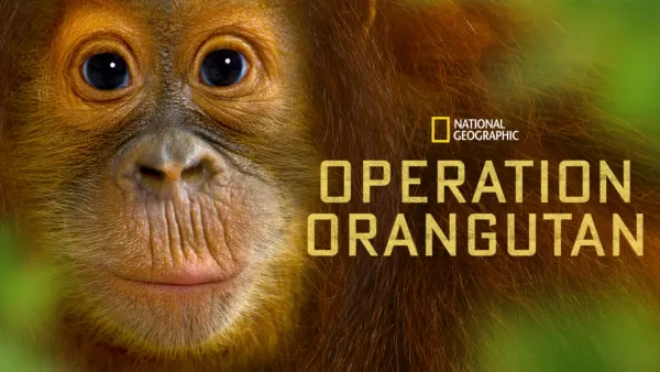 thumbnail - Operation Orangutan