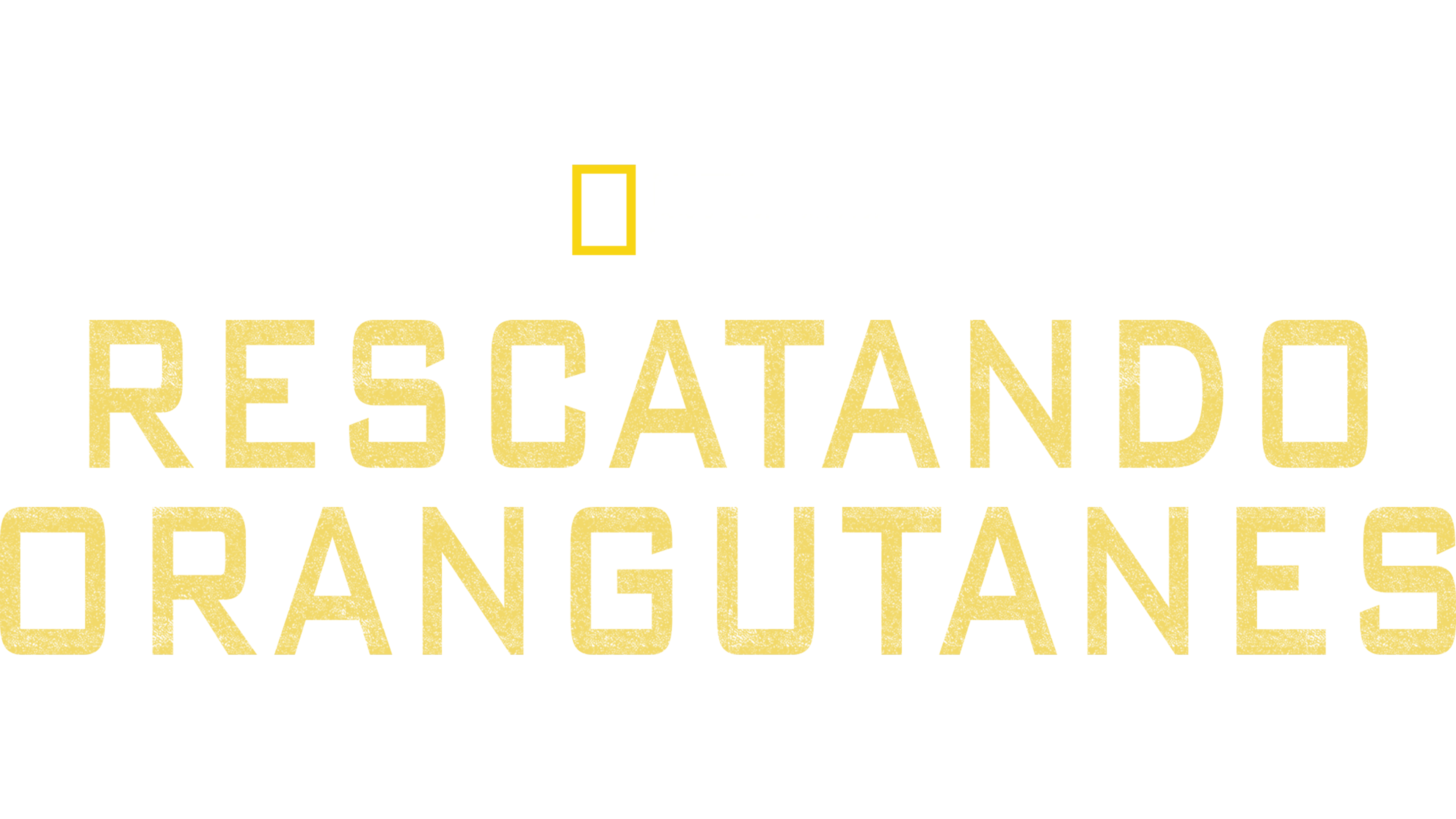Rescatando orangutanes