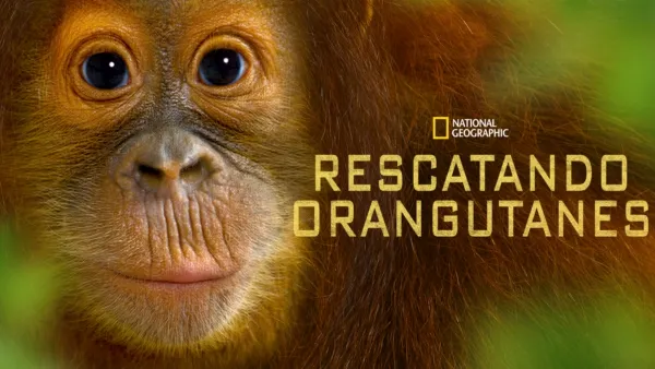 thumbnail - Rescatando orangutanes