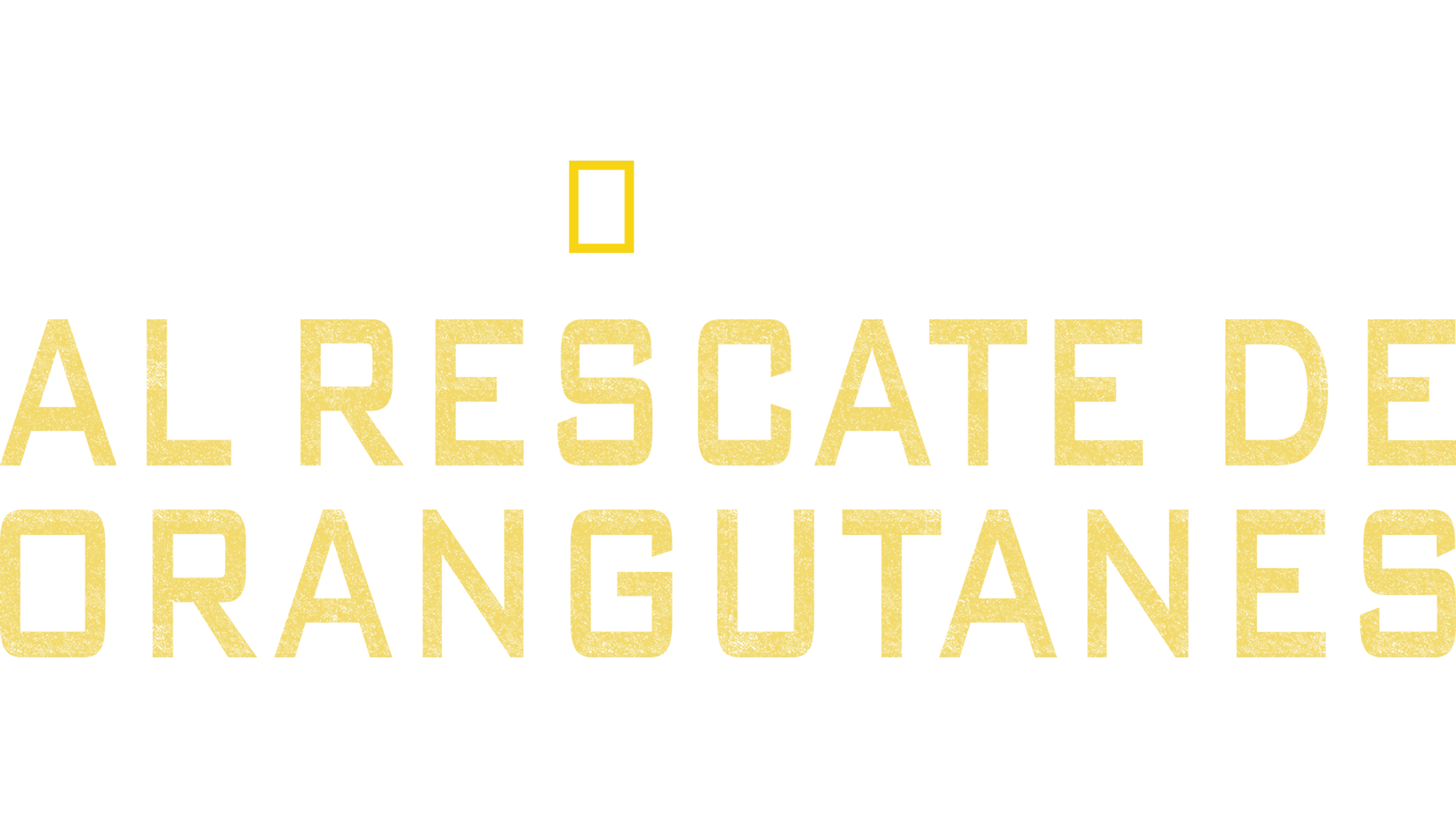 Al rescate de orangutanes