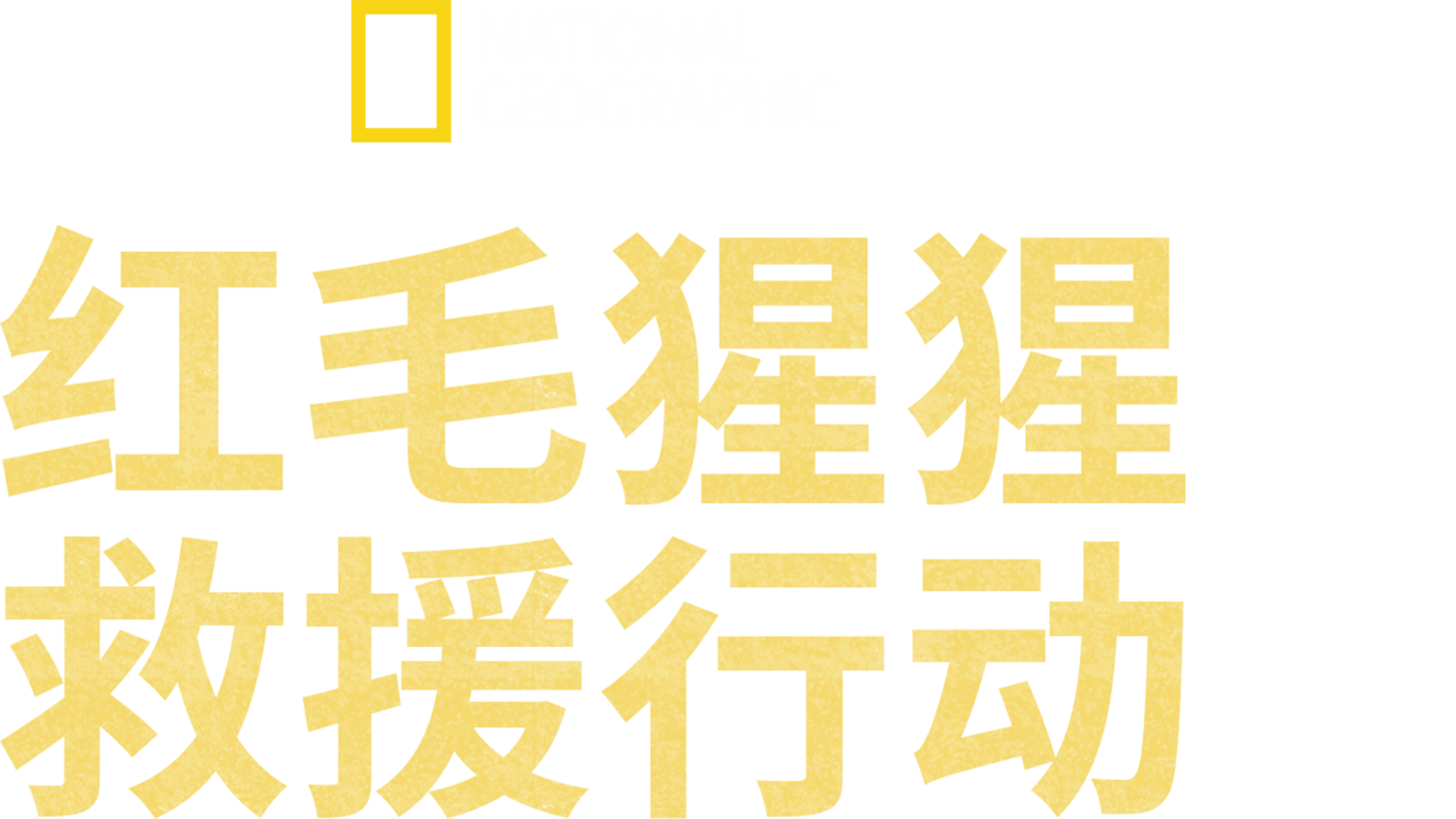 红毛猩猩救援行动