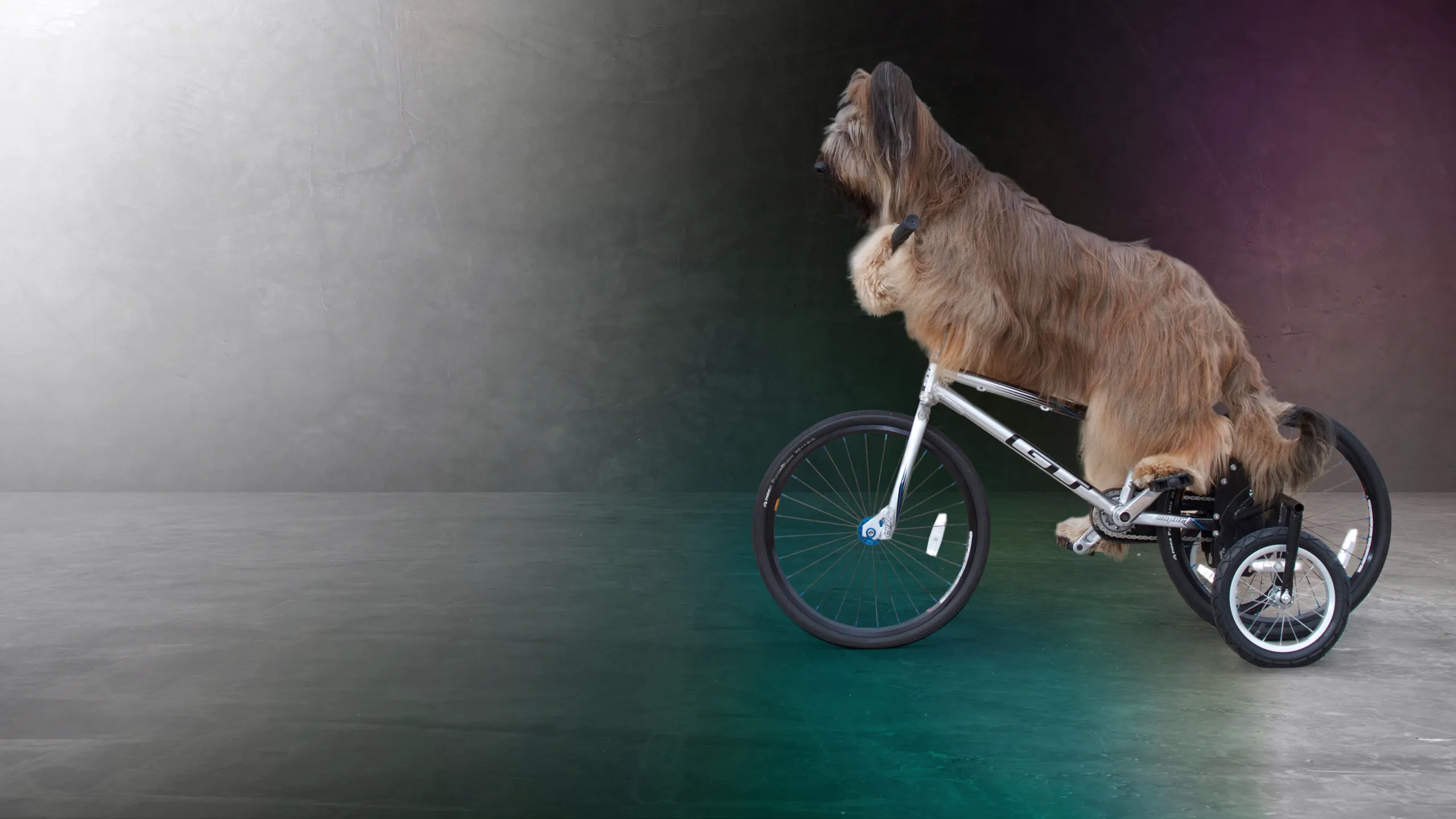 World's Greatest Dogs