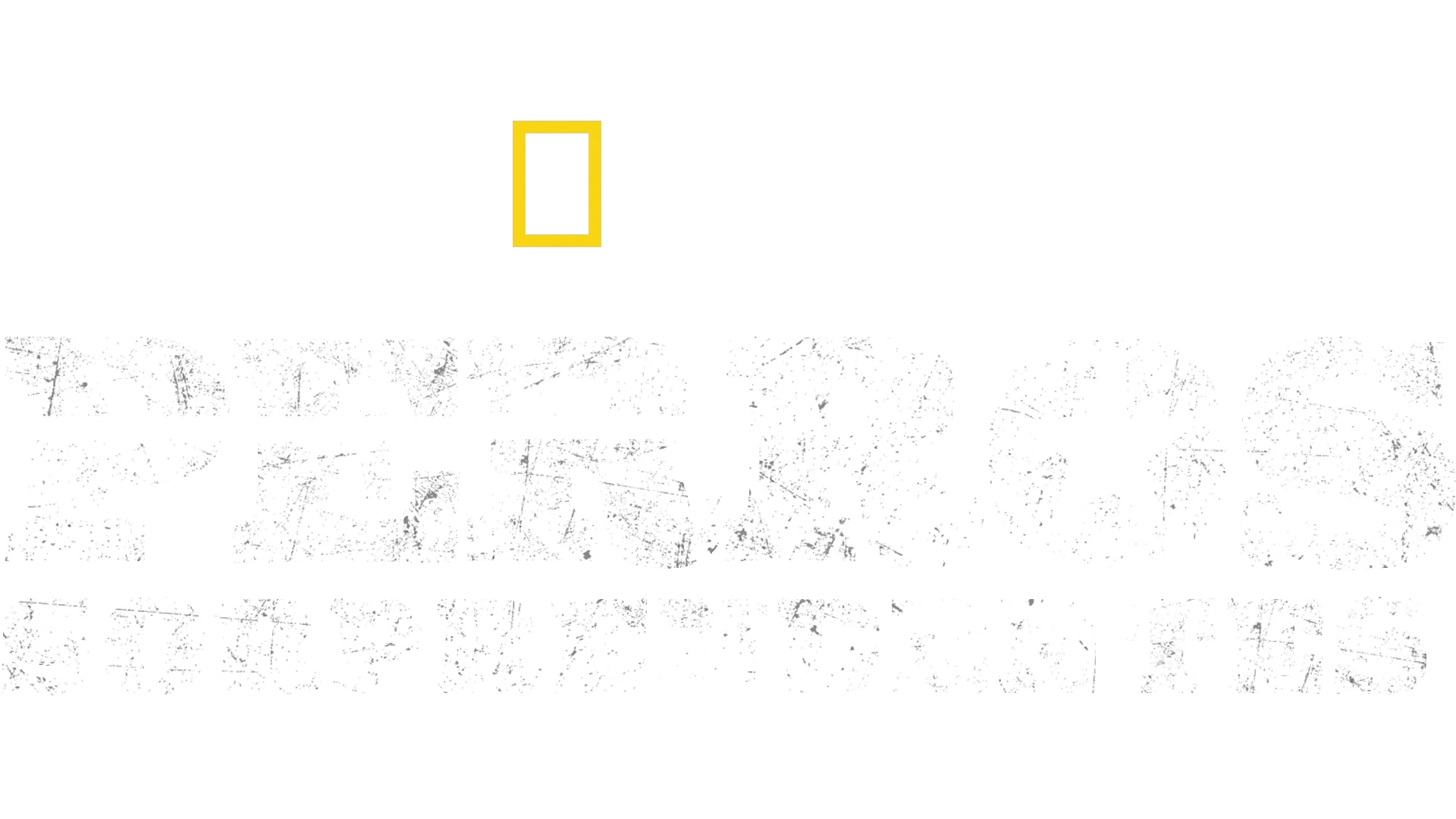 Perros Sorprendentes