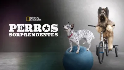 Perros Sorprendentes
