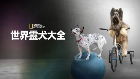 thumbnail - 世界靈犬大全