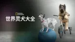 thumbnail - 世界灵犬大全