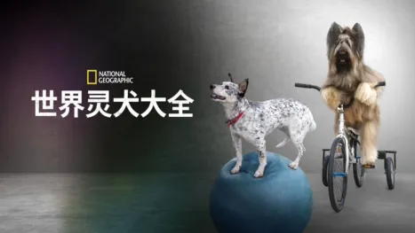 thumbnail - 世界灵犬大全