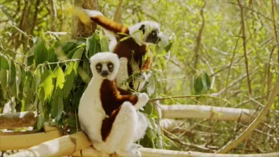 thumbnail - S3:E5 Kooky Creatures