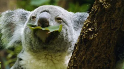 thumbnail - S3:E1 Amazing Aussies