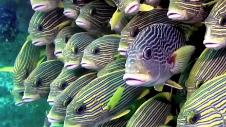 Magical Reef: The Island of the Four Kings