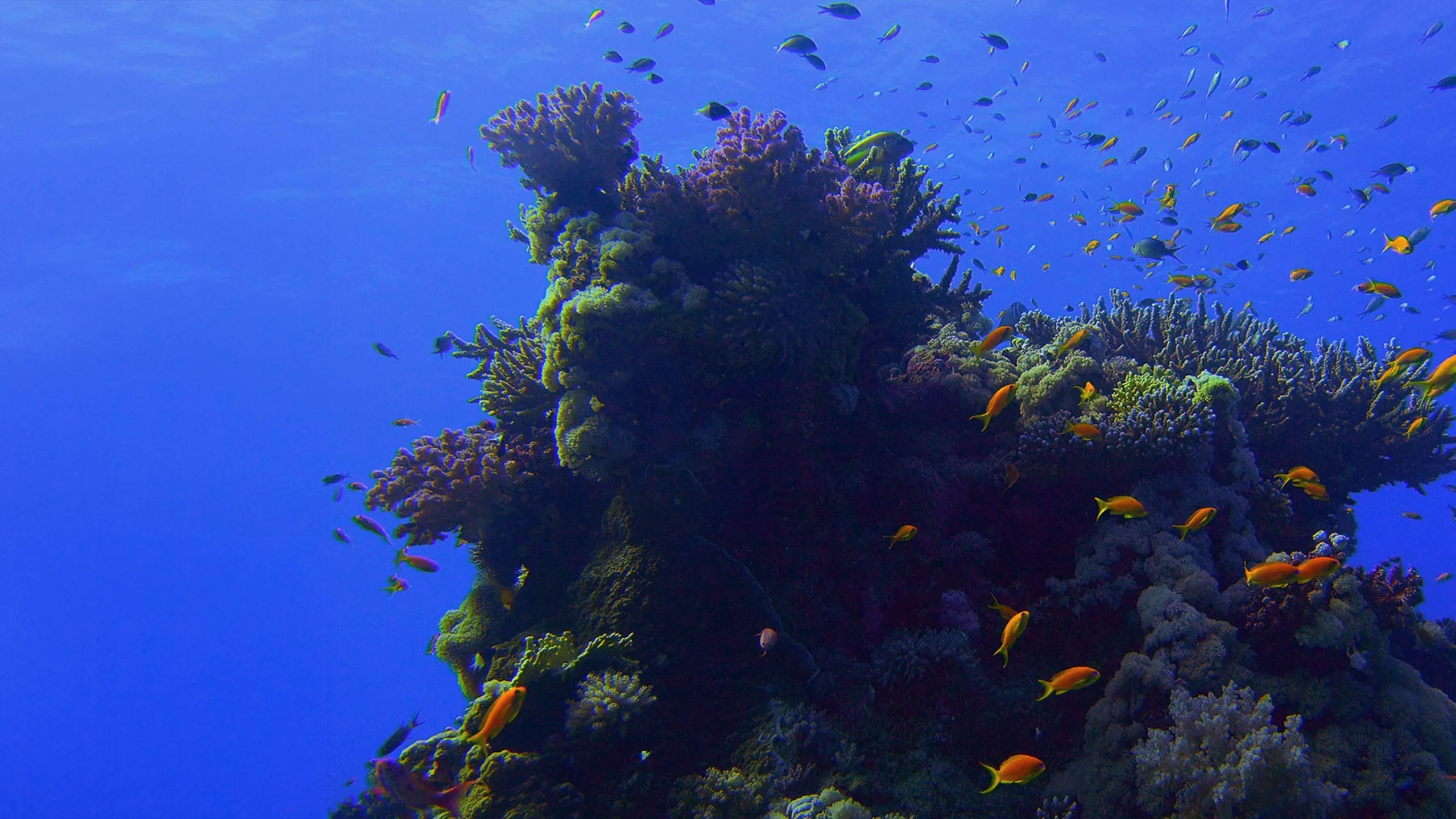 Red Sea