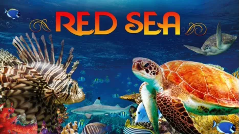 thumbnail - Red Sea