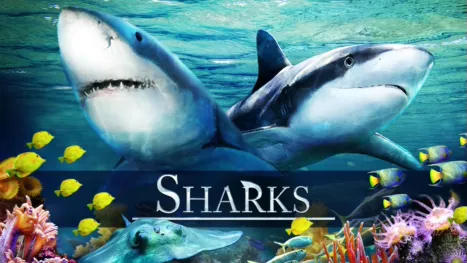 thumbnail - Sharks