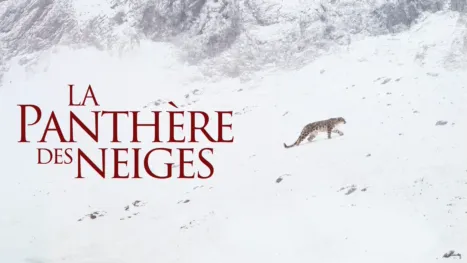 thumbnail - La panthère des neiges