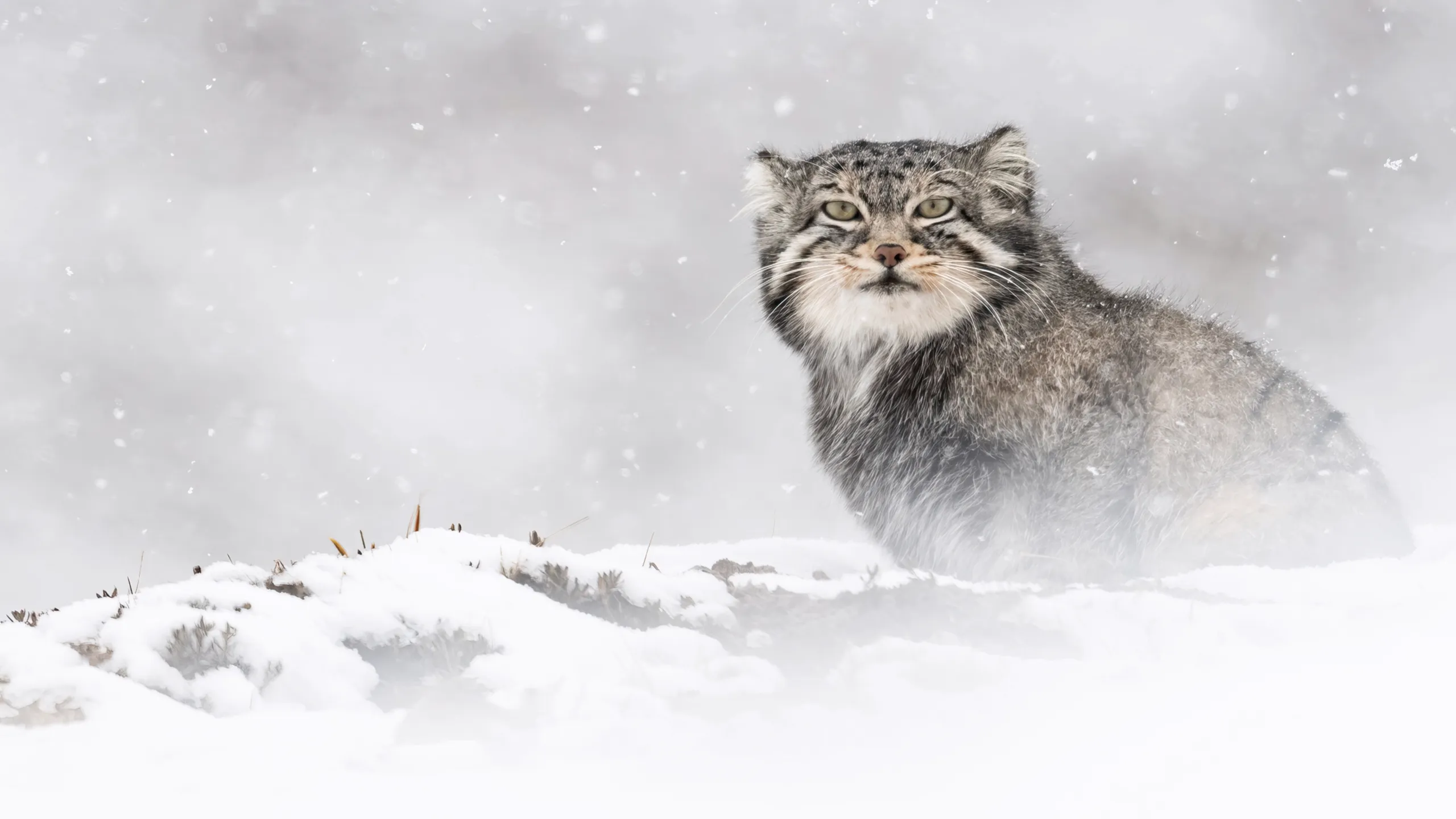 La panthère des neiges