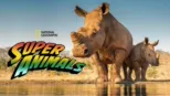 thumbnail - Super Animals