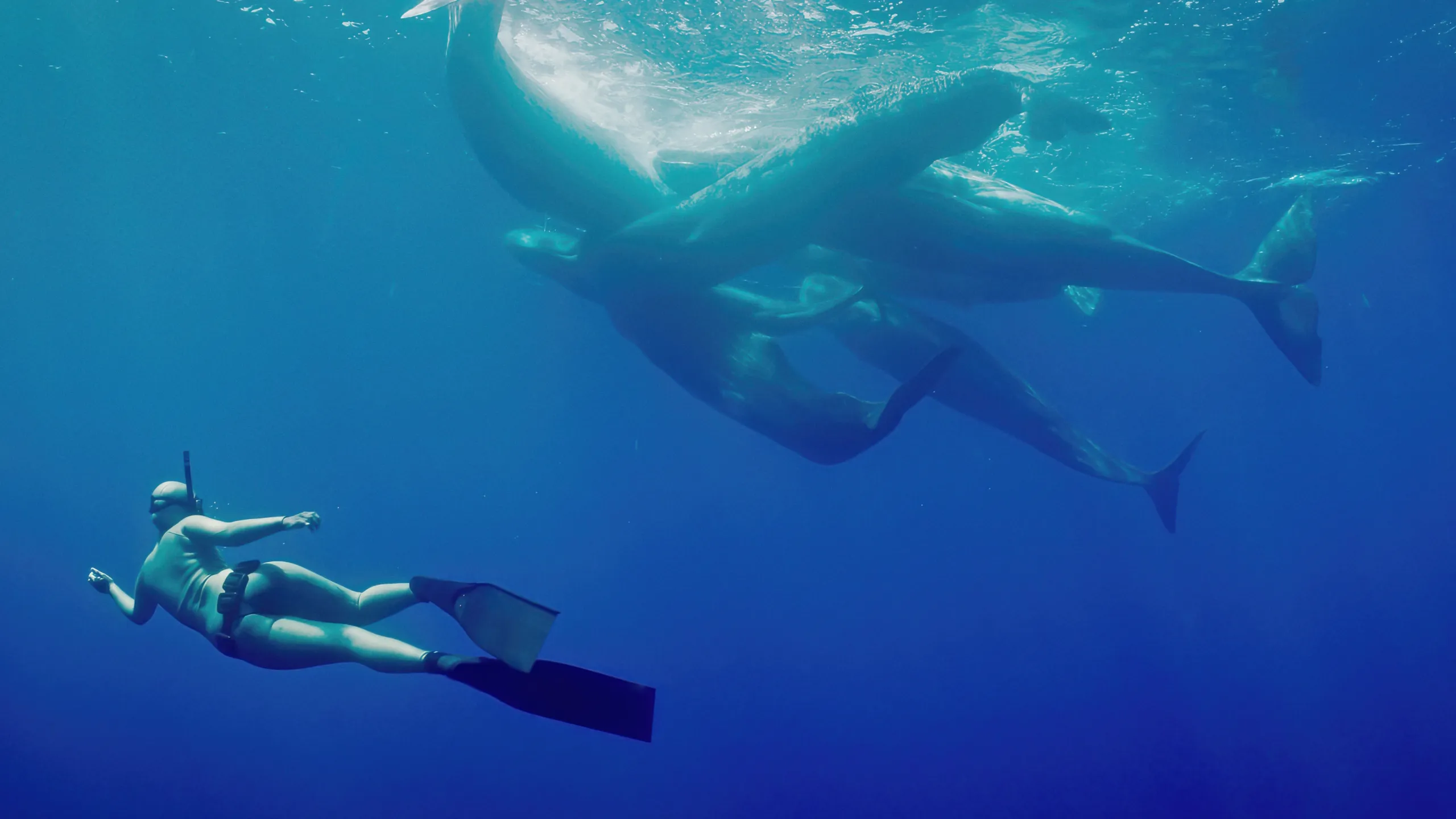 thumbnail - S1:E1 The Silent Roar