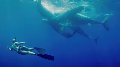 thumbnail - S1:E1 The Silent Roar