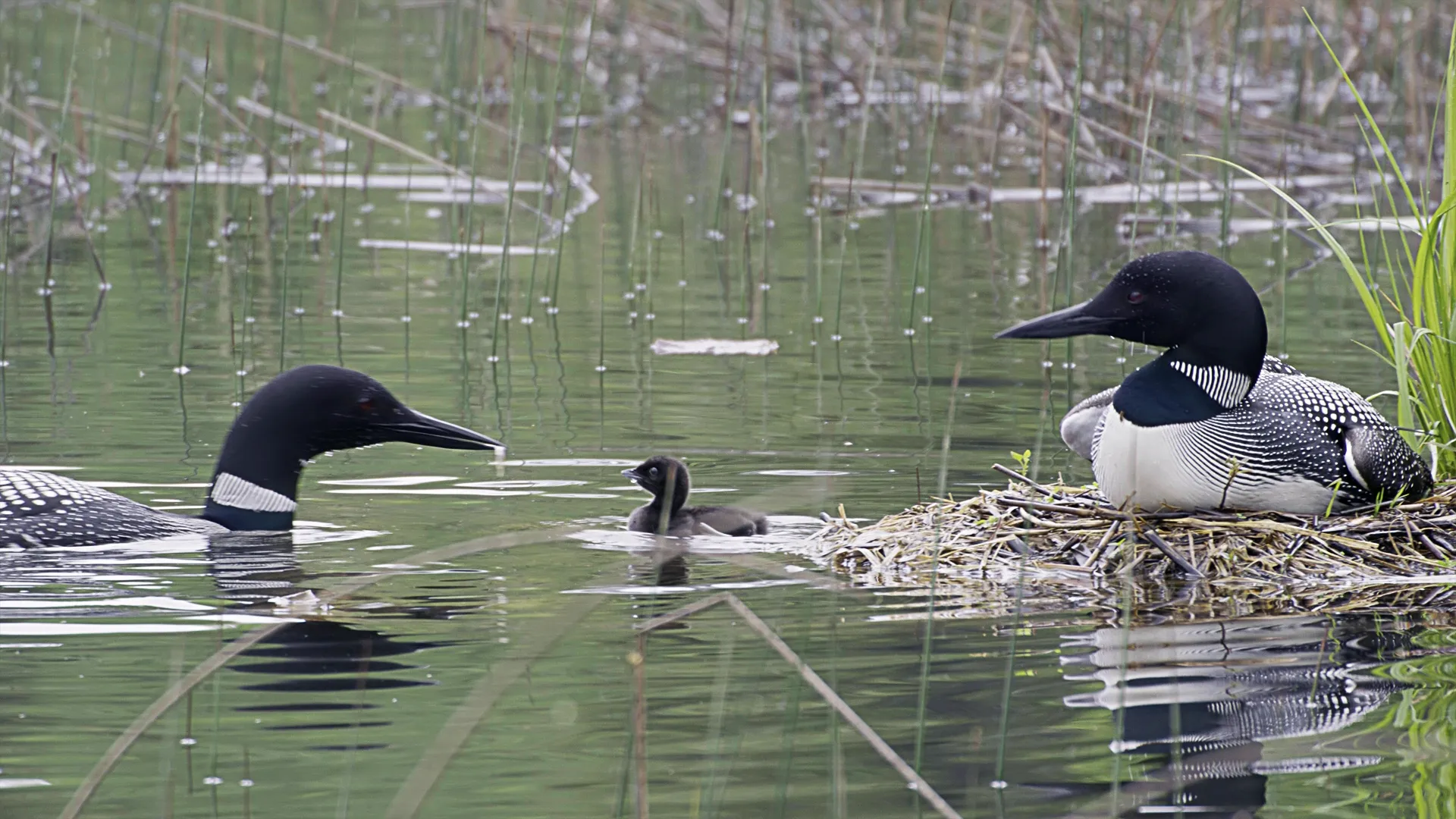 thumbnail - S1:E4 Lakes