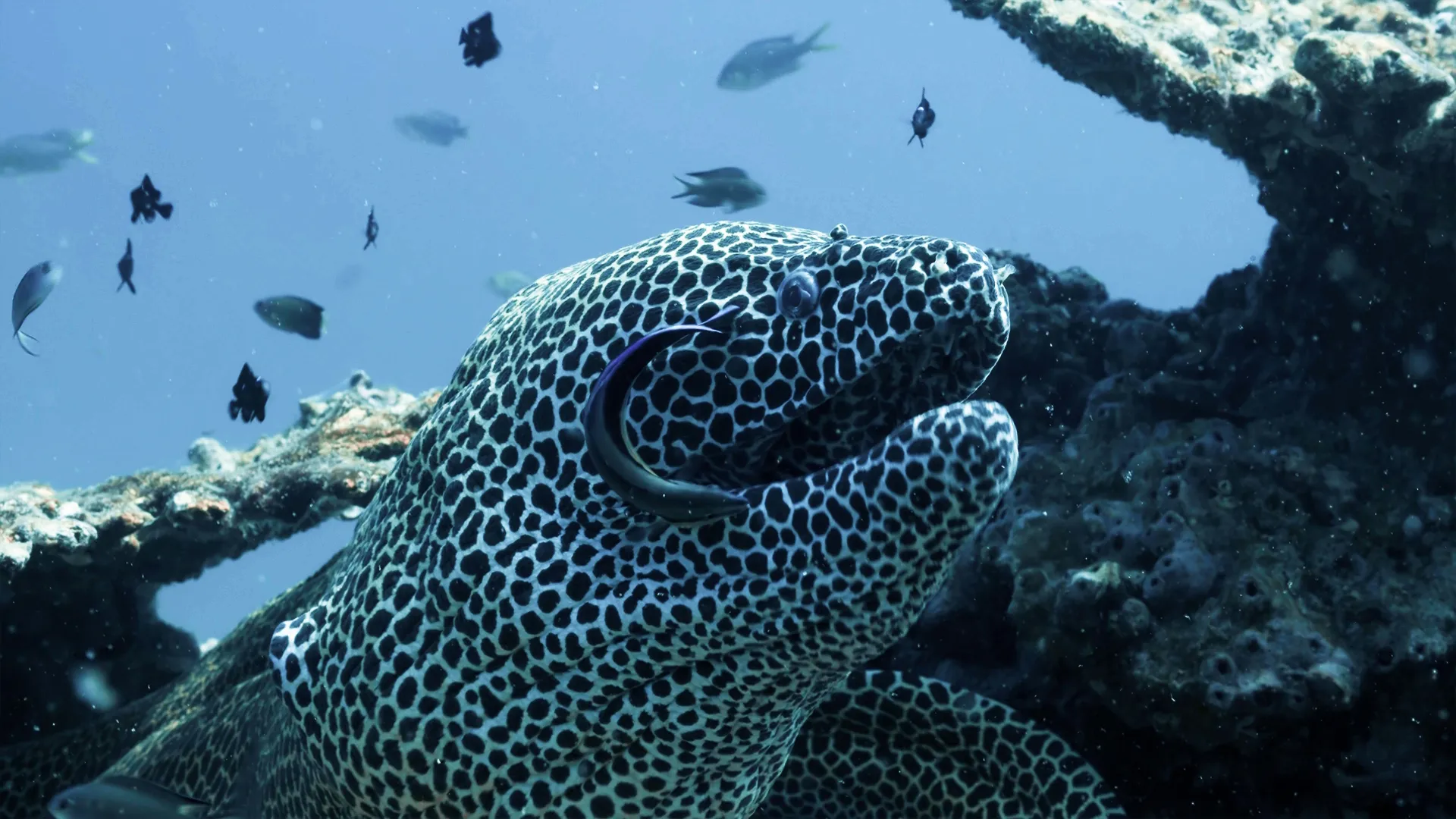 thumbnail - S1:E1 Oceans