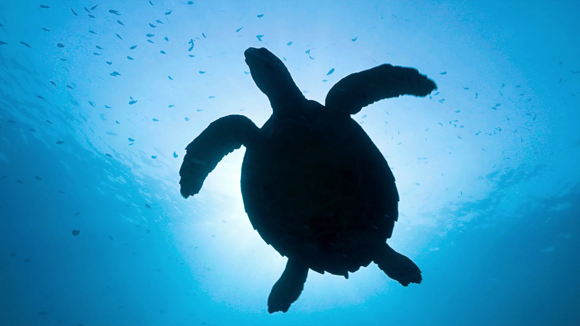 thumbnail - S1:E2 Coasts