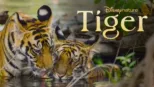 thumbnail - Tiger