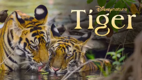 thumbnail - Tiger