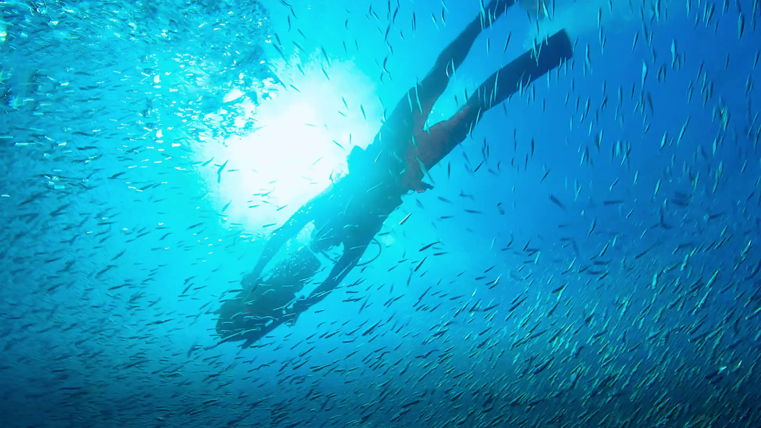 thumbnail - S1:E5 Dolphin Quest