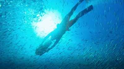 thumbnail - S1:E5 Dolphin Quest