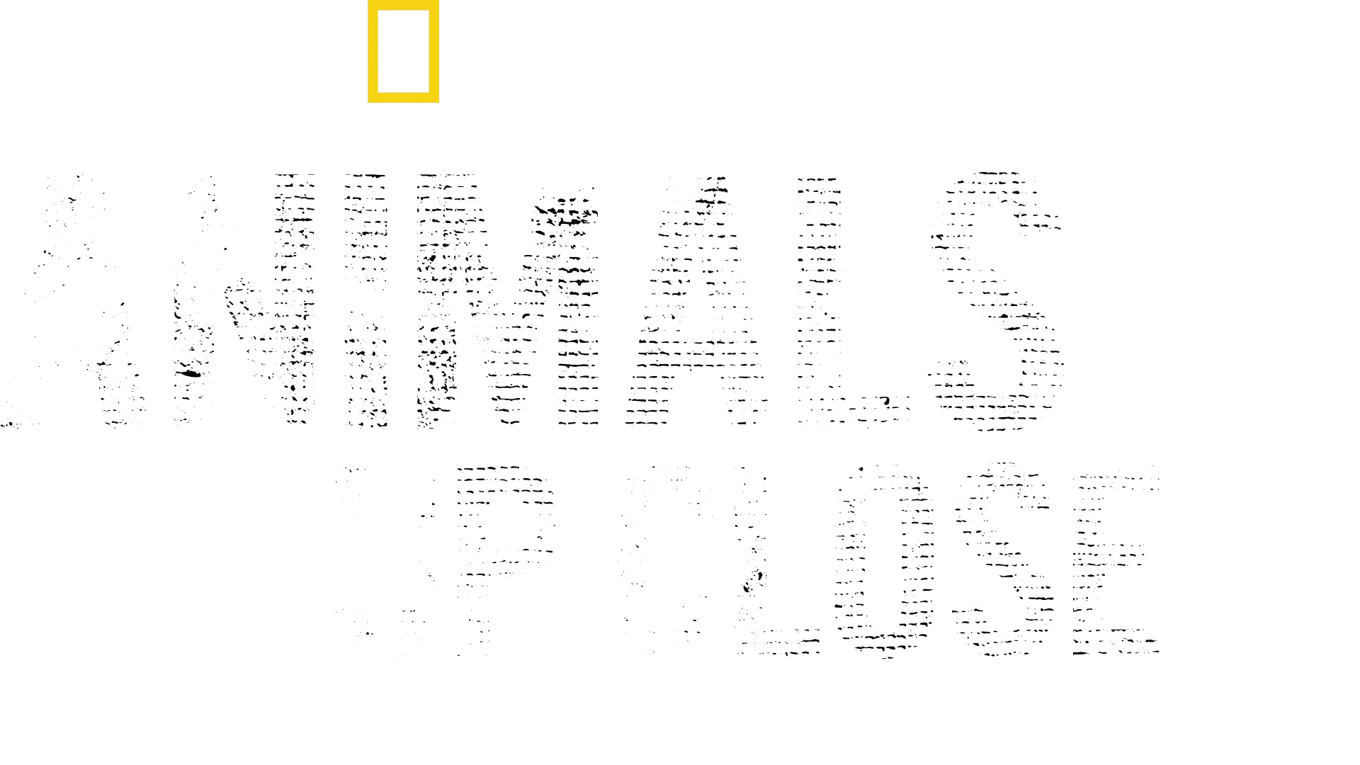 Animals Up Close with Bertie Gregory