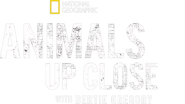 Animals Up Close with Bertie Gregory