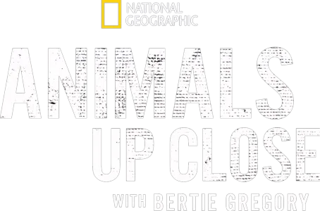 Animals Up Close with Bertie Gregory