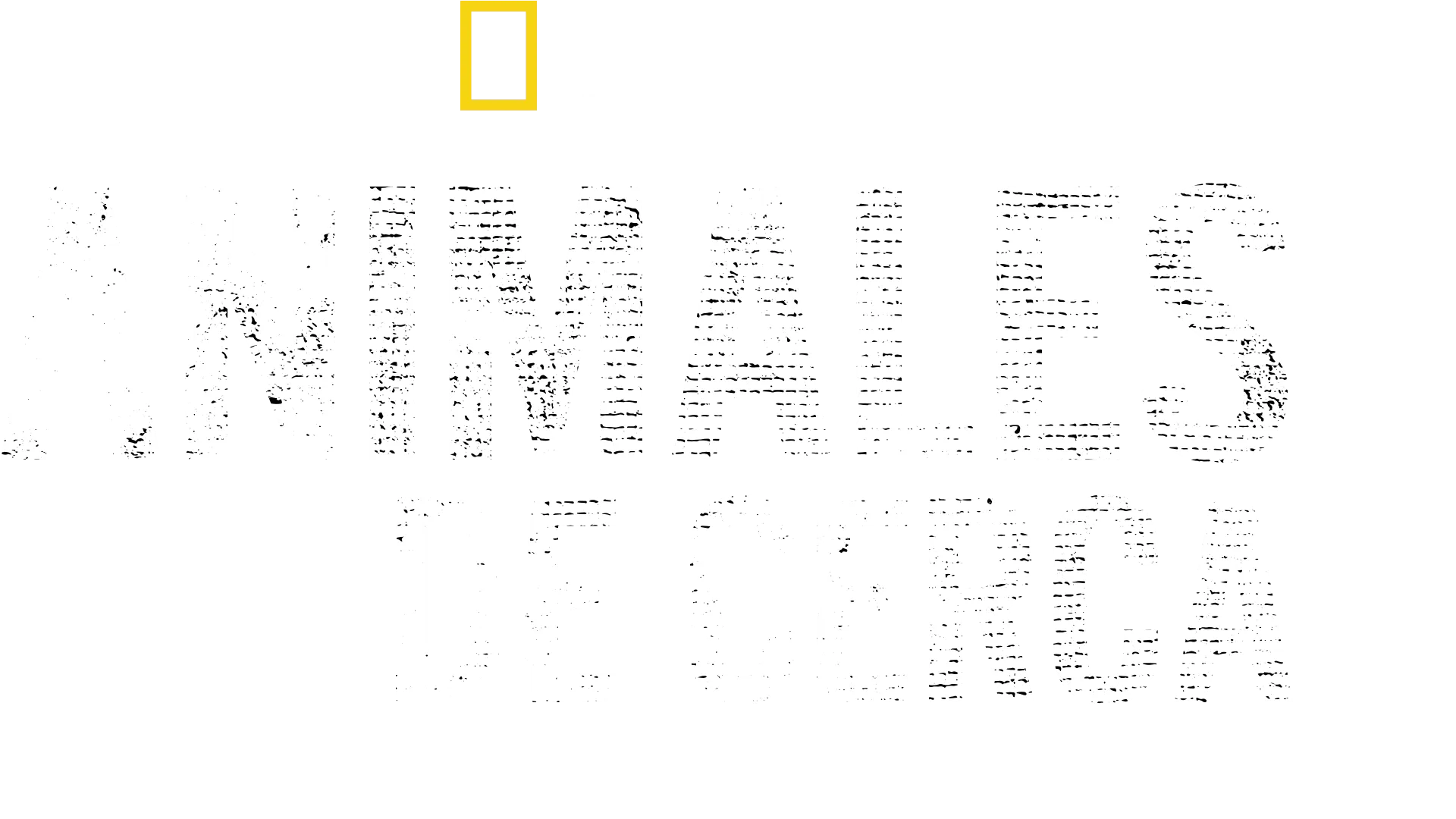 Animales de cerca con Bertie Gregory