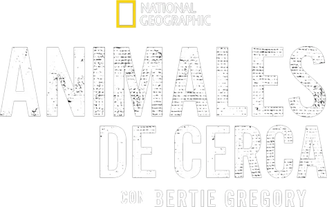 Animales de cerca con Bertie Gregory