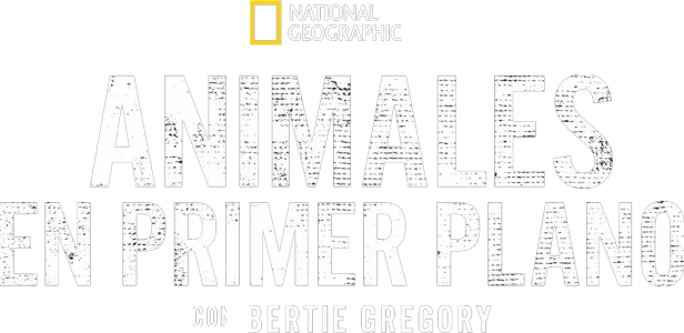 Animales en primer plano con Bertie Gregory