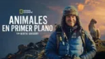 thumbnail - Animales en primer plano con Bertie Gregory