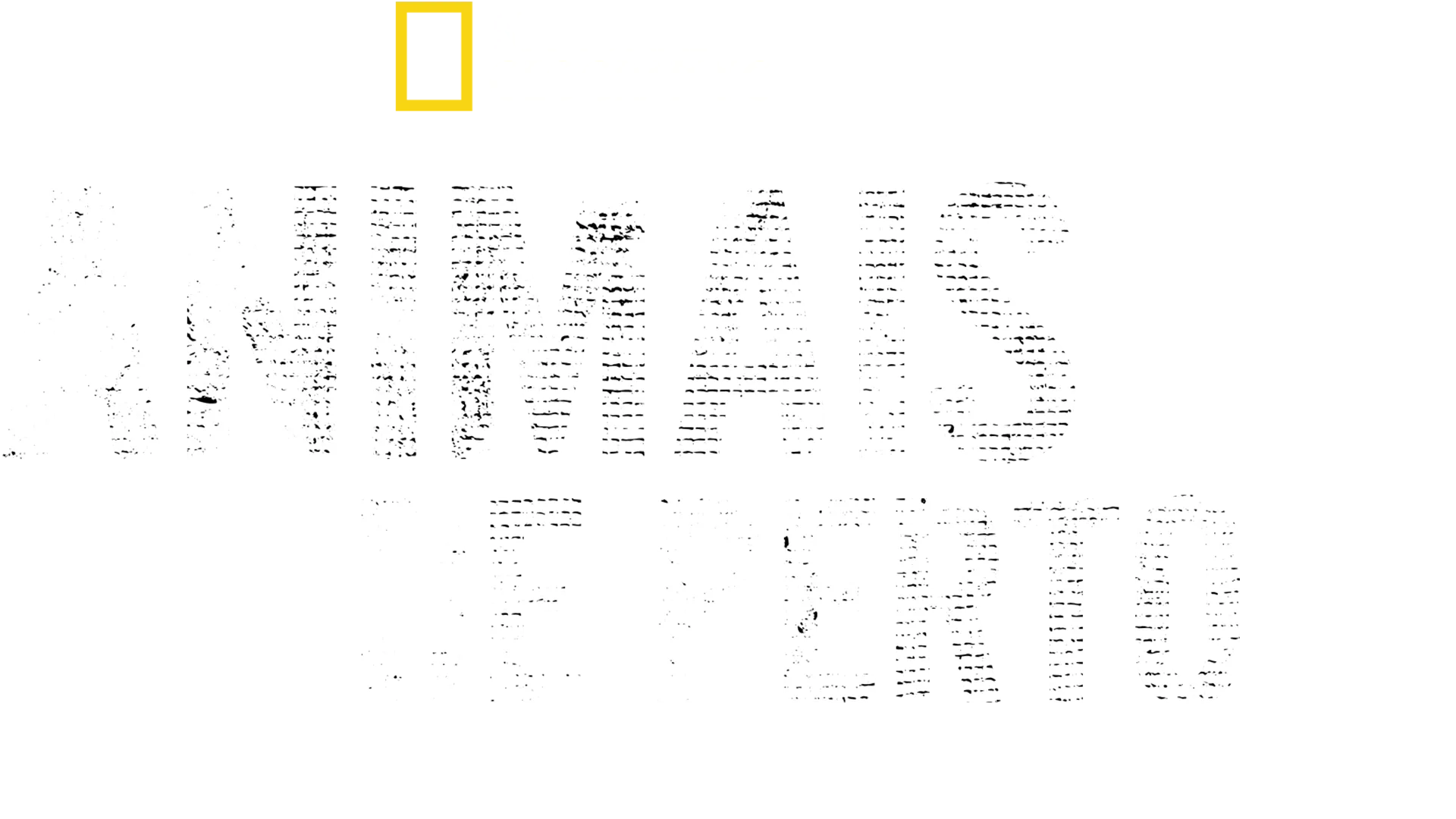 Animais de Perto com Bertie Gregory