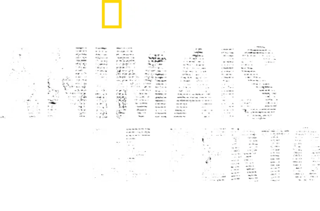 Animais de Perto com Bertie Gregory