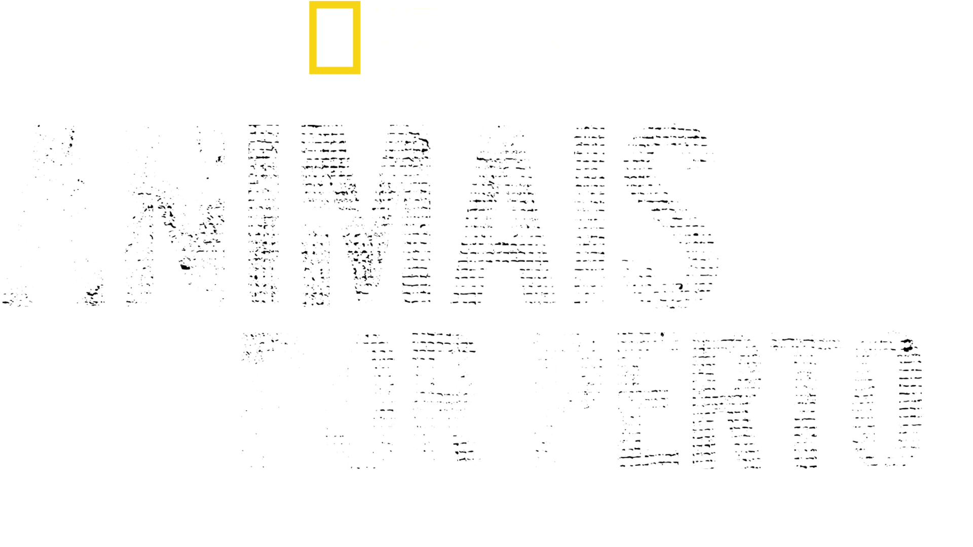 Animais Por Perto com Bertie Gregory
