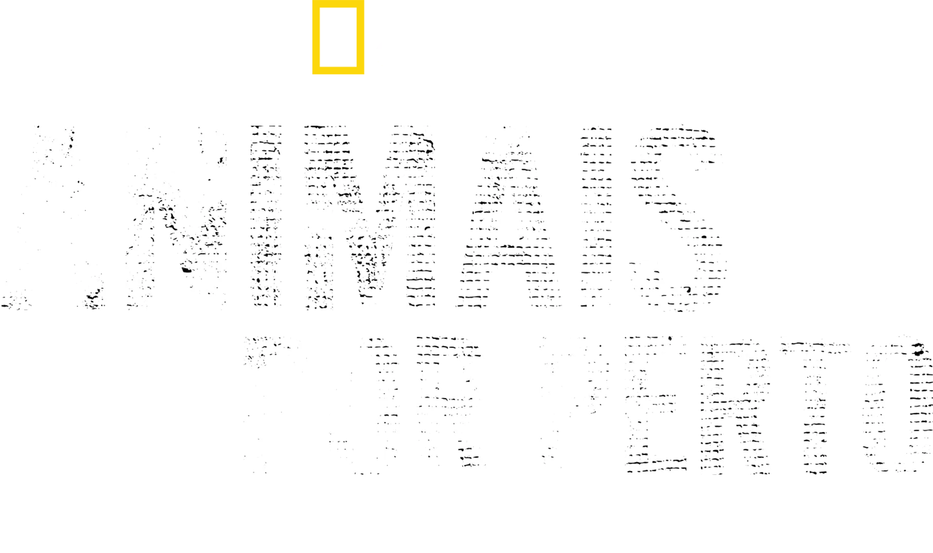 Animais Por Perto com Bertie Gregory