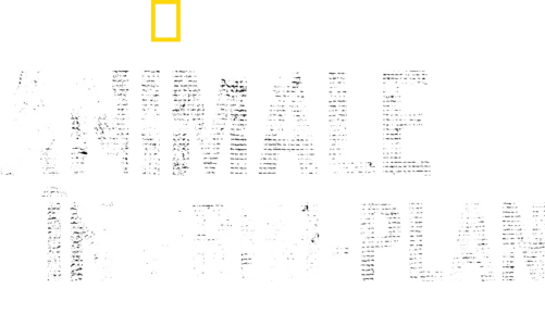 Animale în prim-plan cu Bertie Gregory