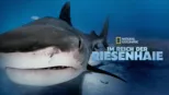 thumbnail - Im Reich der Riesenhaie