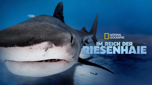 thumbnail - Im Reich der Riesenhaie