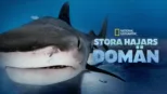 thumbnail - Stora hajars domän